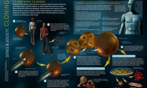 Cloning infographic