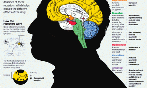 How Marijuana Affects The Brain