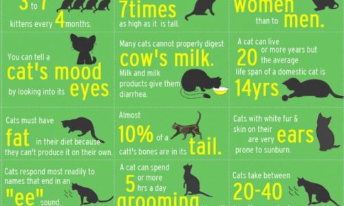 Strange Facts About Cats