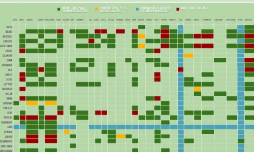 Companion Planting Infographic