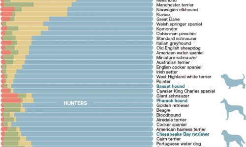 Doggie Connections Infographic