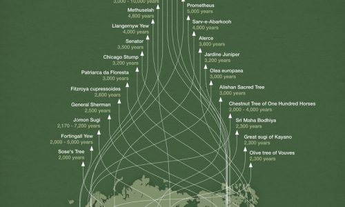 Earth's Oldest Trees