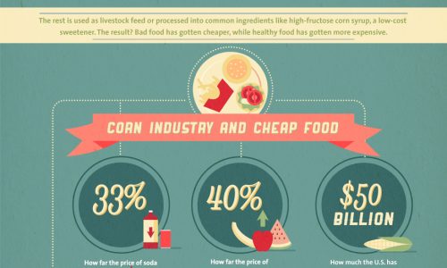 Shocking Facts about the American Corn Industry Infographic