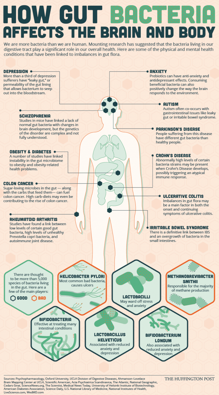 How Gut Bacteria Affects The Brain And Body