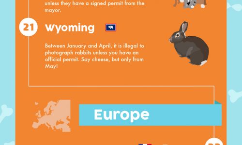 Weird pet laws around the world infographic