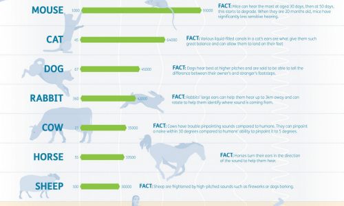 Range of hearing for various animals