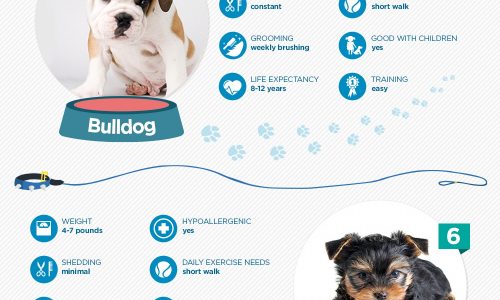 A Breakdown Of The Ten Most Popular Dog Breeds