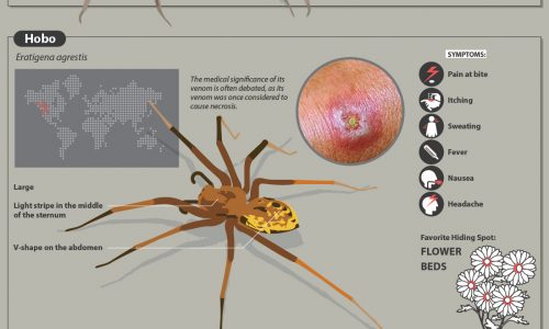 Venomous spiders around the world