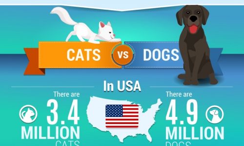 infographic describes How to Help Animal Shelters, cost of pet shelters, why to volunteer at a shelter, and how many stray animals are in the U.S. and UK