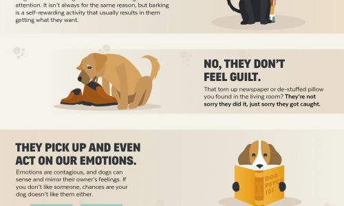 Psychology of Dogs