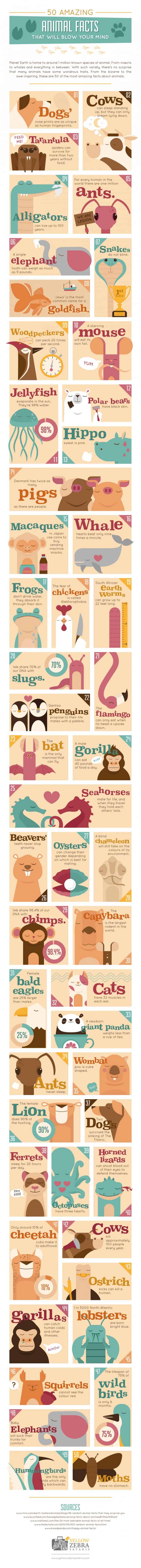 50 animal facts infographic