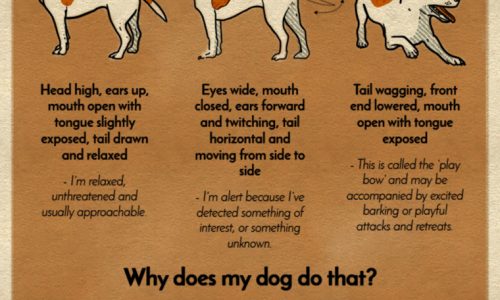 explanation of common dog behaviors including positions and sounds