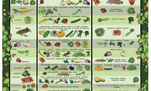 comparison planting explained