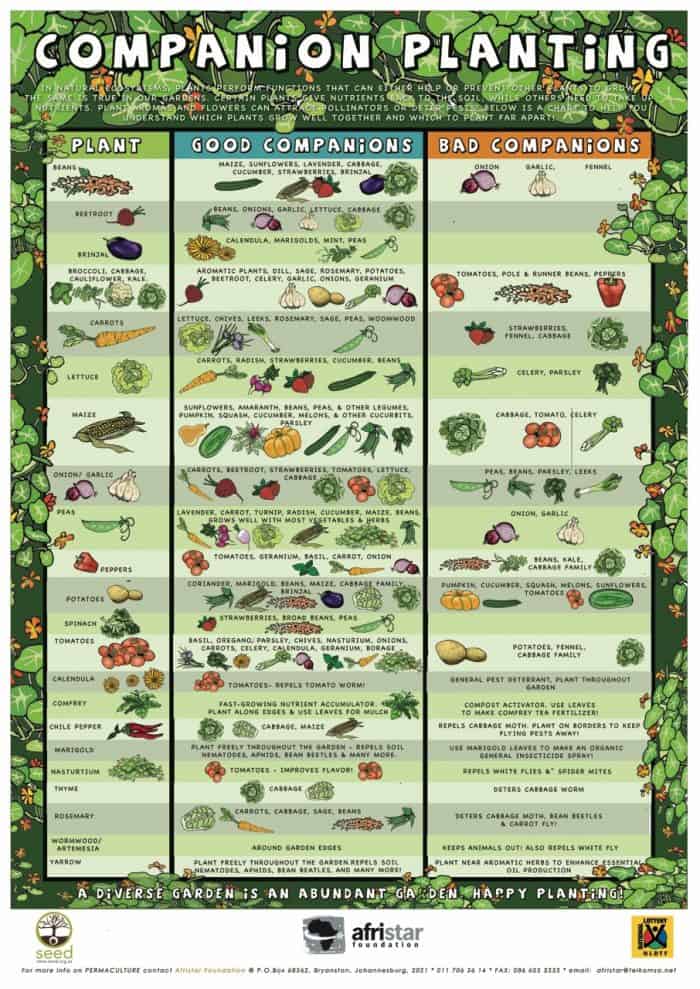 comparison planting explained