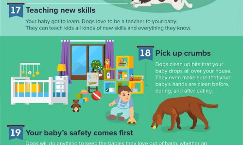 ways dogs accompany babies