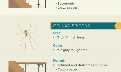 How to identify and prevent spiders from coming into your home