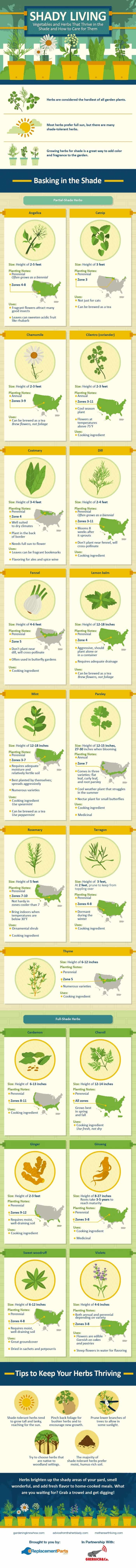 Describes how to grow different types of herbs in low to no sunlight conditions