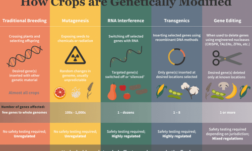 GMO