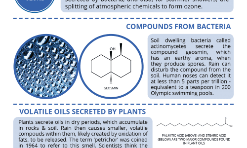 The Science Behind the Smell of Rain