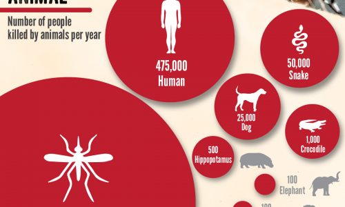 Worlds Deadliest Animals