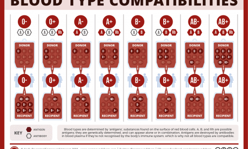 Which blood types can be donors to others