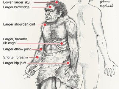 Homo sapiens and Neanderthal compared