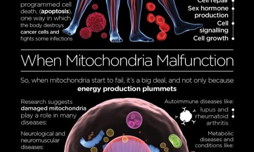 Mitochondria