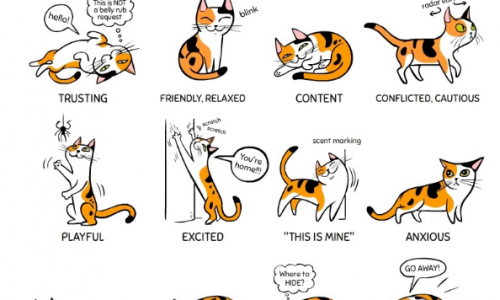 Cat Body Language Chart