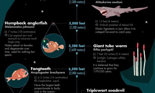 most bizarre deep-sea creatures discovered so far