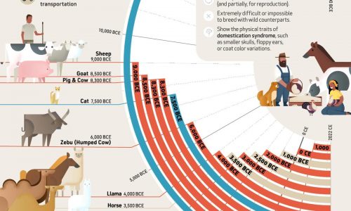 The Domestication of Animals a brief timeline