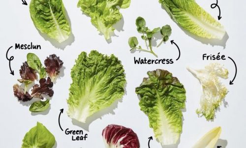 Types of Lettuce