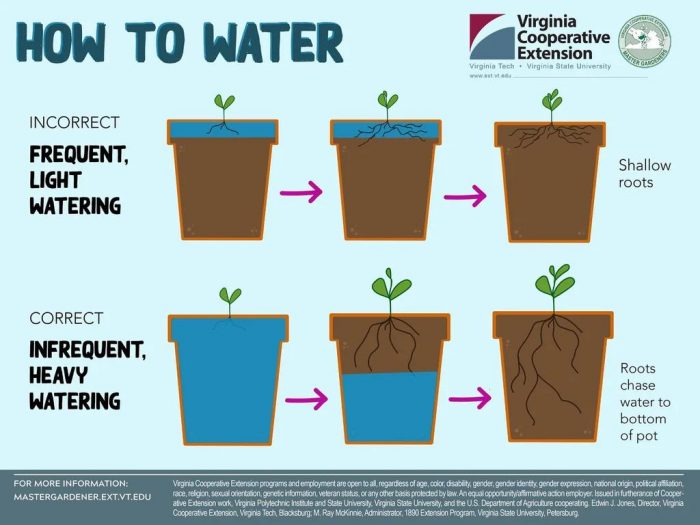 Plant watering guide