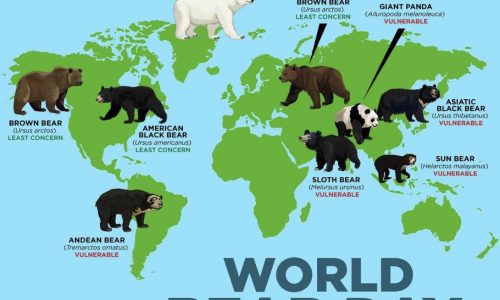 Different Bears Across the World