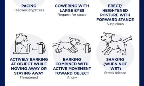 understanding your dogs body language