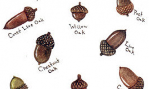 Types of Acorns