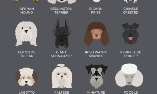 Hypoallergenic Dog Breeds