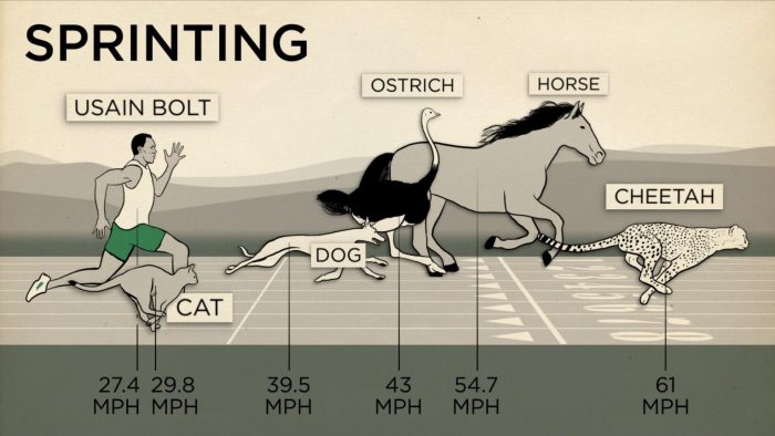 different sprinting speeds