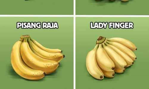 Types of Bananas